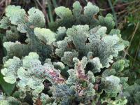 Albums/20060200-New Zealand 2006/20060210-Te Anau to Milford/15